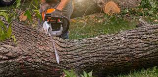 Organic Lawn Care Solutions in Felton, CA