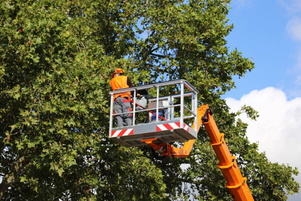 Best Tree Disease Treatment  in Felton, CA