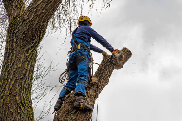 Professional Tree Removal in Felton, CA
